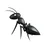 an ant